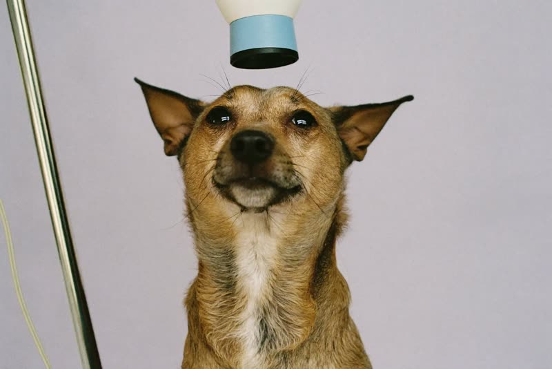 A small dog drying after a bath