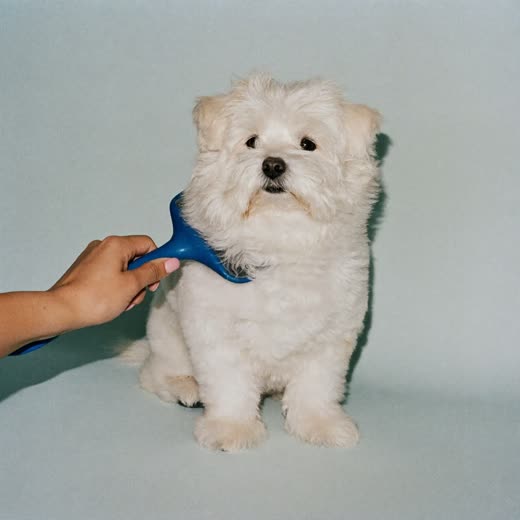 A small white dog being brushed
