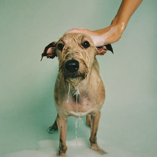 A wet terrier mid-bath