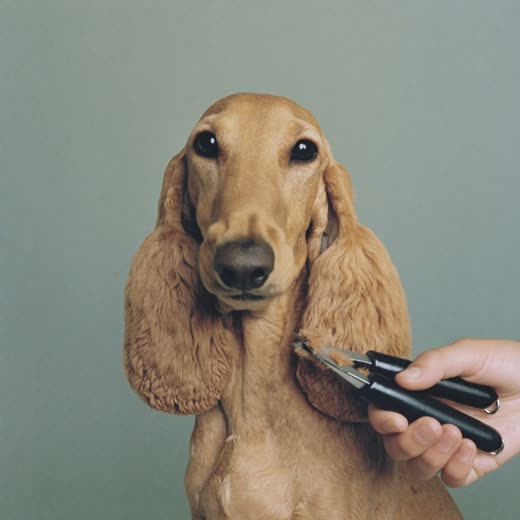 A freshly clipped cockapoo