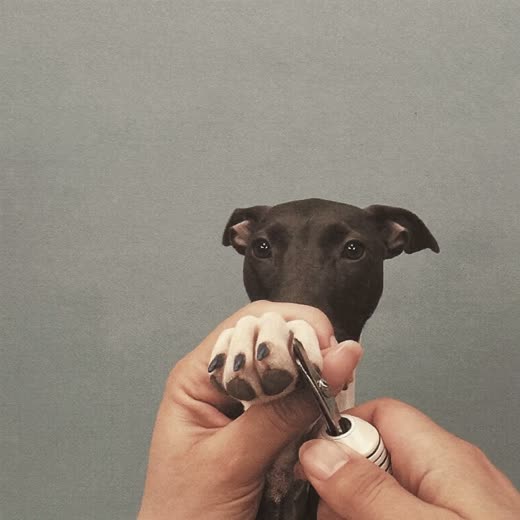 A dog's paw having its nails trimmed