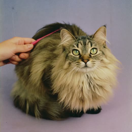 A long-haired cat being combed